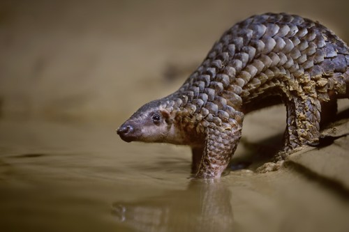 Pangolins are the world's most hunted animal.