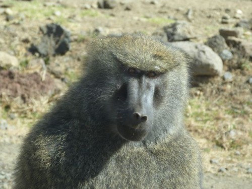 A highland baboon in Bale Mountains
