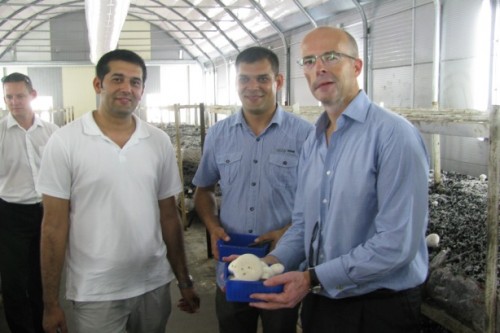 Ambassador Knott's visit to Szendrőlád mushroom farm