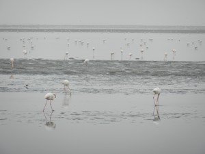 Flamingos on Namibias Coastline