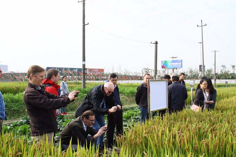 UK and Chinese scientists on a field trip to the Jiaxing Agriculture Academy Rice Experiment Field