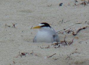 Least Tern nesting on Half Moon Bay