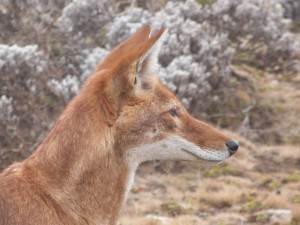 Red Wolf at Bale Mountains National Park