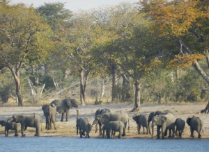 Elephants drinking at the Kwando River in the Bwabwata National Park