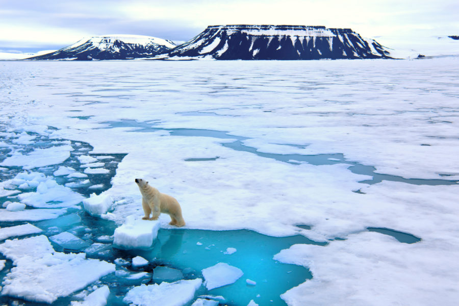 A polar bear on an iceberg in the Polar Regions
