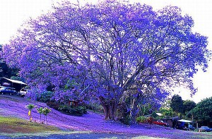 Brisbane's famous Jacaranda trees