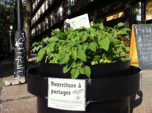 Example of veggies and herbs growing around Montreal.