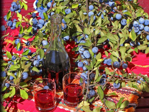 Sloes with their blue “bloom” (“trunki”) resulting in a delicious sloe gin